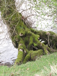 SX22037 Gnarly tree roots.jpg